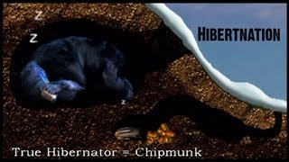 What does Hibernation mean to a Black Bear [upl. by Armillia]