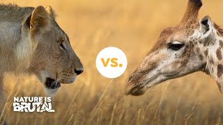 How these Lions Challenged the Giraffes I Nature is Brutal [upl. by Linette123]