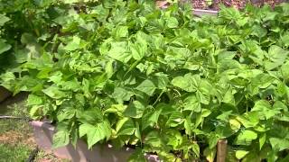 Blue Lake Bush Green Beans in Raised Beds [upl. by Nivert254]