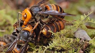 Two Giant Killer Hornet Colonies Fight to the Death [upl. by Oralia]