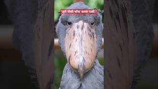 जूते जैसी चोंच वाला पक्षी  shoebill bird shorts facts shoebillstork scincefacts [upl. by Anderer]