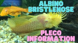 Bristlenose Pleco Care and Info  Albino [upl. by Pelagia176]