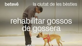 Rehabilitar gossos de gossera  La ciutat de les bèsties  betevé [upl. by Dudley589]