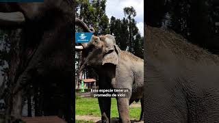 Elefante quotTedquot muere a los 60 años de edad en zoológico de Zacango en el Edomex Short [upl. by Aisilef]