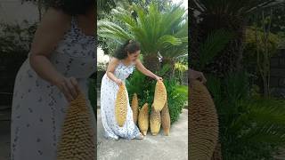 cycass big ang strange fruitcycas [upl. by Ajidahk]