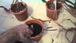 How to repot Amaryllis bulbs [upl. by Breed]