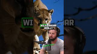 Exploring the Amazon Elusive Jaguars and Dangerous Night Walks  Forrest Galante amp Joe Rogan jre [upl. by Jed72]