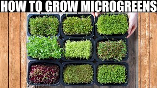 How To Grow Microgreens  Ready To Eat in 10 Days [upl. by Outlaw]