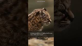 Kodkod The Worlds Smallest Wild Cat [upl. by Latouche]