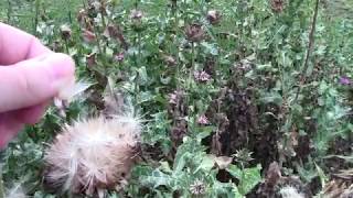 Milk thistle Silybum marianum plant and seeds in mid August [upl. by Foy]