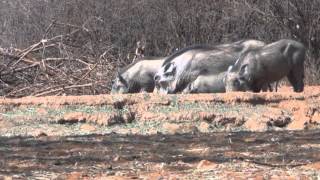 Motsomi Safaris Bow hunting Warthog Julie [upl. by Eednak]