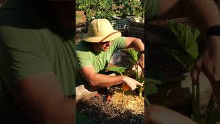 How to hand pollinate your squash and zucchini raisedbedgarden gardening raisedbeds garden [upl. by Veno]