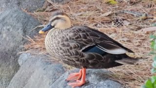 Eastern Spotbilled Duck [upl. by Faus]