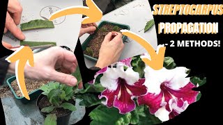 STREPTOCARPUS Cape Primrose PROPAGATION  2 methods PART 1 of 2 [upl. by Christianna]