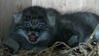 WHF Pallas Cat Kittens 2010  at 4 weeks old [upl. by Yulma]