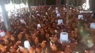 élevage de poule pondeuse  le moment est propice à lancer les pondeuse respecte les périodes [upl. by Worthington589]