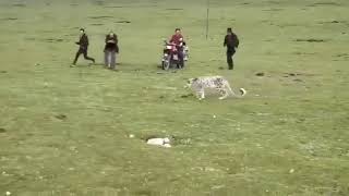 Snow leopard amongst herders in Qinghai Lake Tibet [upl. by Otrebilif]