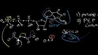 Biochemistry  PEP Carboxykinase Mechanism [upl. by Akeem]