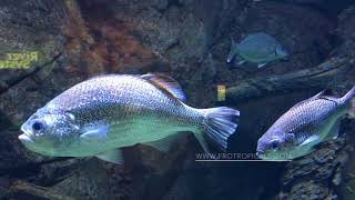 Jungle Perch  Kuhlia rupestris  Australian Freshwater Fish [upl. by Cletis580]