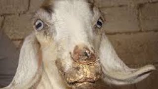 contiguous ecthyma in goat its treatment source and prevention [upl. by Nosaes]