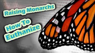 Raising Monarchs  How To Euthanize Help The Monarch Butterfly [upl. by Avram]