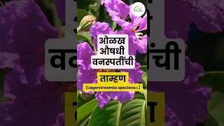 ताम्हण  Lagerstroemia species L  औषधी वनस्पती  Medicinal plant [upl. by Hillinck]