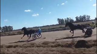 1er Carrera HIPÓDROMO DE CHIVILCOY  110824  GL BEDUINA [upl. by Mit]