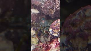 This is how Mantis Shrimps punch so fast [upl. by Harim60]