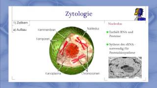 Biologie 11  Zytologie 1  Bau und Funktion des Zellkerns  Lernvideo [upl. by Rogozen]