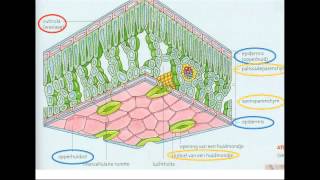 5 opname en afgifte co2 en o2 [upl. by Laved]