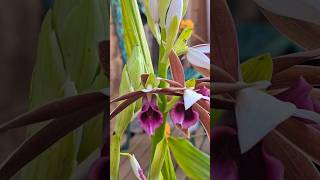 Nuns Orchid  Swamp Orchid Phaius tankervilleae [upl. by Annaj]