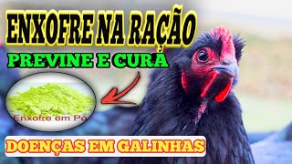 ENXOFRE na RAÇÃO COMBATE VÁRIAS DOENÇASAPRENDA COMO USAR ENXOFRE NA RAÇÃO DE CRESCIMENTO [upl. by Mikes]