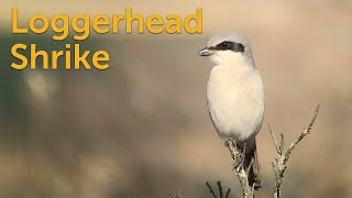 Loggerhead Shrike Butcherbird [upl. by Nywloc]