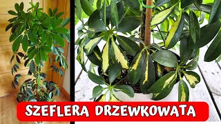 Szeflera Drzewkowata  jak ją uprawiać przesadzać i rozmnażać 🌴🌴🌴 [upl. by Yrellih]