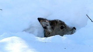 Japan hit by heavy snowstorms [upl. by December436]