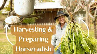 When amp How to Harvest Horseradish amp How to Prepare Horseradish [upl. by Frey]