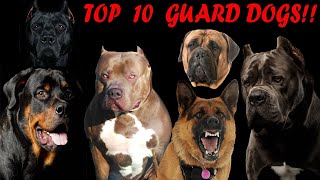 Top 10 best guard dog breeds to protect your family in 2024 [upl. by Caplan]