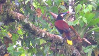 endemic Baudó oropendola Psarocolius cassini Santa Cecilia Parque Natural Tatama [upl. by Llerret543]