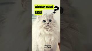 gerçek kedi sesi  Sinirli Kedi sesi ile kedinin dikkatini Çek [upl. by Sheley]