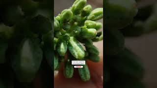 Murraya Koenigii🔥Curry Leaf Plant Care Tips✨Flowering🌼करी पत्ता देखभाल✅टिप्सashasgardenstoryshorts [upl. by Cates]