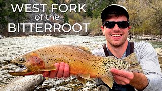 Fly Fishing on the BEAUTIFUL West Fork of the Bitterroot River HUGE Cutthroat Trout [upl. by Anivlek621]