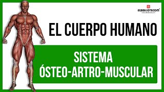 Sistema Ósteoartromuscular 💪 El Bibliotecom 📚 [upl. by Udele980]