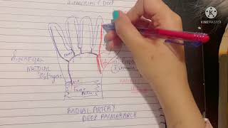 Deep Palmar Arch  Radial Artery Deep Palmar Branch  Anastomotic Channels of hand [upl. by Lorrie362]