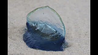 Thousands of Velella sea raft bythewind sailor little sails washed up on Asilomar Beach [upl. by Mazman627]