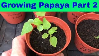 Growing Papaya from seed part 2  UK [upl. by Paulette]