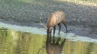 Traditional BowhuntingBill Langers Adventures Series [upl. by Ahsir975]