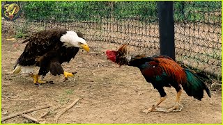 Incredible Moments The Eagle Didnt Know That Rooster Was A Fighter Whats Next  Animal Fighting [upl. by Chapa]