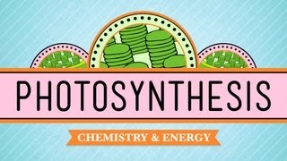 Photosynthesis Crash Course Biology 8 [upl. by Lipfert516]