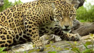 Jaguar under water swim in HD [upl. by Ithsav]