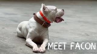 Meet The MOST Outstanding Dogo Argentino [upl. by Arriat]